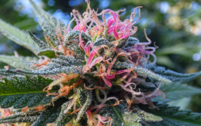 NORML Op-Ed: The Beginning of the End of Cannabis Prohibition