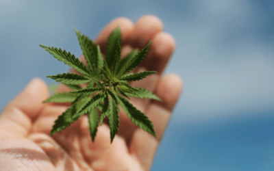 Maryland: Governor to Issue Mass Pardons For Those With Misdemeanor Marijuana Convictions