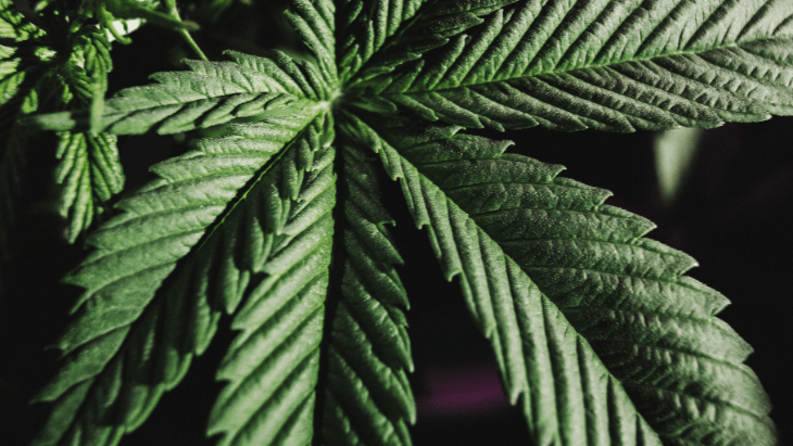 NORML Submits Public Comments to DEA Calling for the Removal of Cannabis From Schedule I