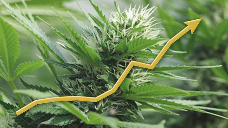 NORML Op-Ed: Like Most Americans, Vice-President Harris Has Evolved on Marijuana
