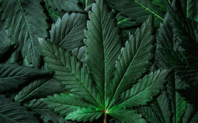 Trump Reiterates Support for Florida’s Amendment 3, Says He Will Work With Congress to Advance Federal Reforms