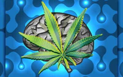 Study: Sustained Use of Medical Cannabis Is Not Associated with Changes in Either Brian Morphology or Cognitive Performance