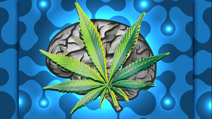 Study: Sustained Use of Medical Cannabis Is Not Associated with Changes in Either Brian Morphology or Cognitive Performance
