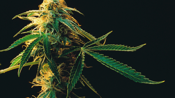 NORML Op-Ed: Legalizing Marijuana Does Not Jeopardize Mental Health
