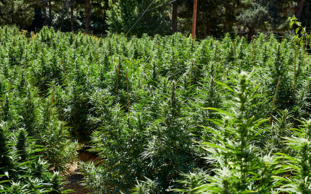 High city tourist guide to Humboldt County