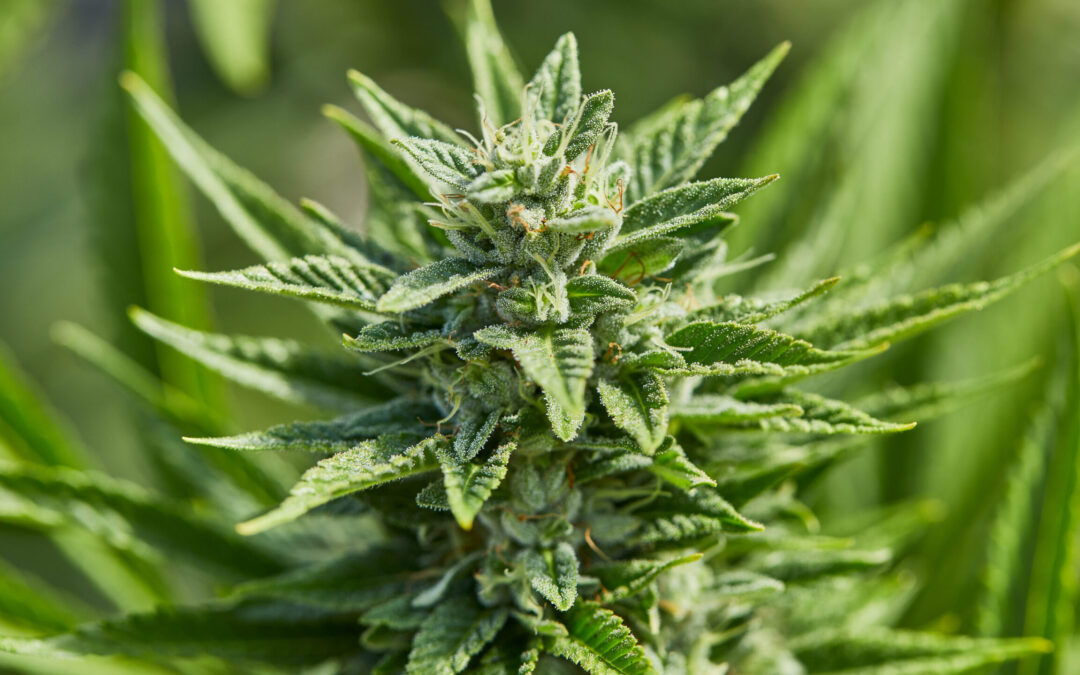 Lesser-Known Cannabis Component CBG Linked To Improved Memory And Reduced Anxiety, First-Ever Human Trial Finds