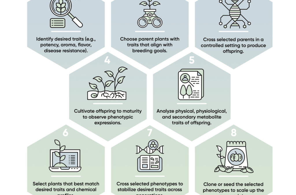 New research on breeding cannabis for unique aroma