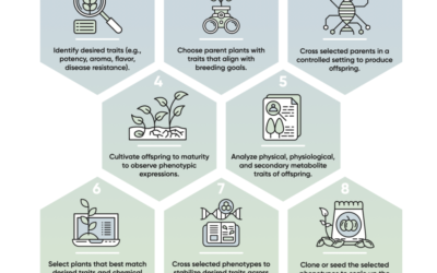 New research on breeding cannabis for unique aroma