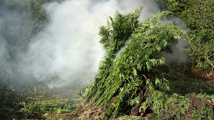 DEA Fails to Release Annual Report Highlighting Marijuana Seizures, Arrest Totals