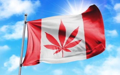 Analysis: Legalization Has Significantly Displaced Canada’s Illicit Cannabis Market