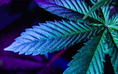 Cannabis Rescheduling: Myths Versus Reality