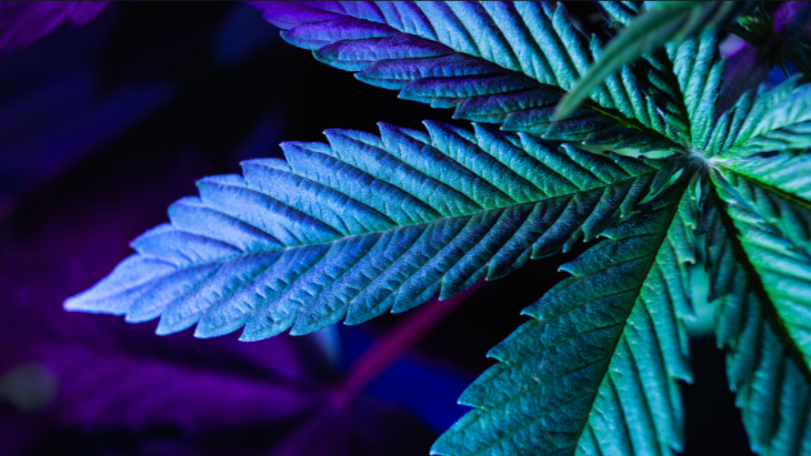 Cannabis Rescheduling: Myths Versus Reality