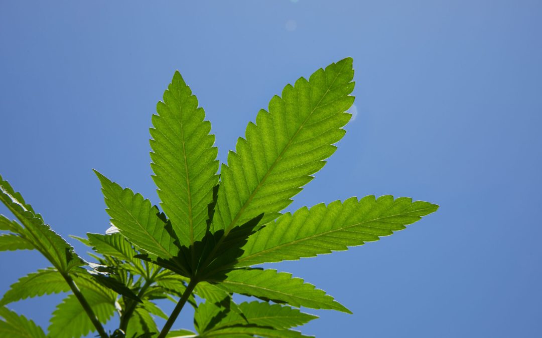 Hotels See Significant Boost In Revenue Following Marijuana Legalization, New Study Shows