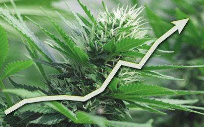 Emerson College Poll: Two-Thirds of Voters Say Legalizing Marijuana Nationally Is a “Good Idea”