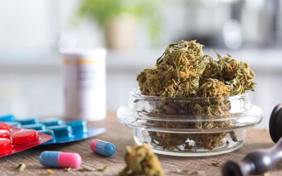 Analysis: Adult-Use Marijuana Legalization Associated with Fewer Opioid Overdose Deaths