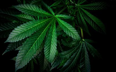 A Message From NORML’s Board Chair Honoring Black History Month