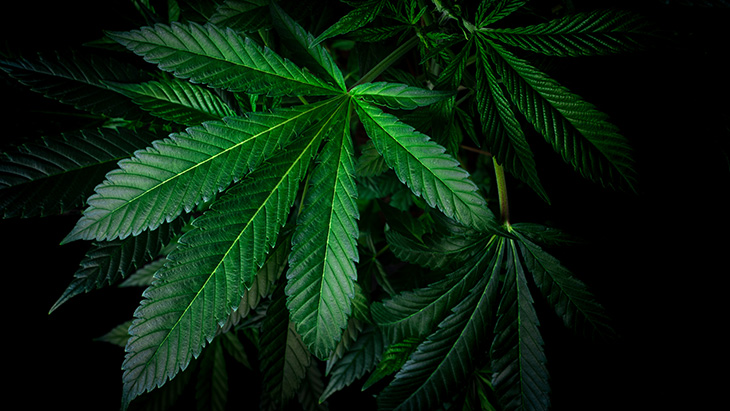 A Message From NORML’s Board Chair Honoring Black History Month