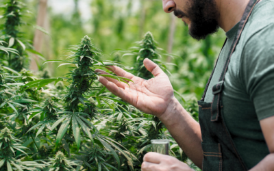 Sweeping Changes to Virginia Marijuana Laws Approved by Lawmakers