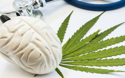 Study: Lifetime Cannabis Use Not Associated with Cognitive Decline or Dementia Risk in Older Adults