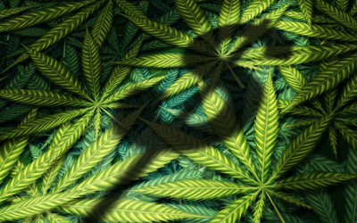 NORML Op-Ed: Excessive Taxes on Cannabis Fuels the Unregulated Market