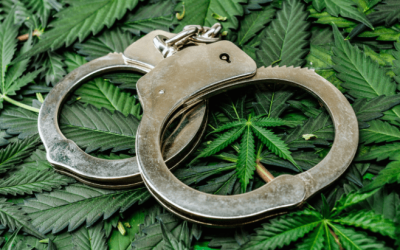Federal Marijuana Trafficking Prosecutions Plummet Following Adoption of State-Level Legalization Laws