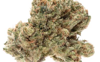 The best kush strains to prep for the longest night