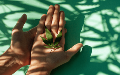 NORML Op-Ed: High Time to Remove Cannabis from Schedule I Status