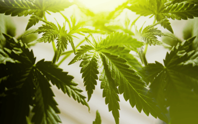 NORML Op-Ed: Calling Out the New York Times’ Alarmist Cannabis Coverage