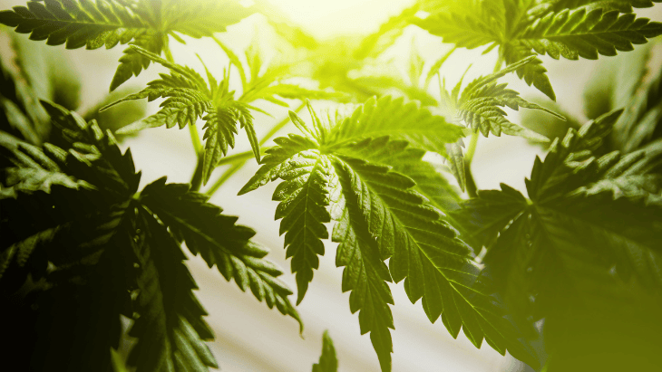 NORML Op-Ed: Calling Out the New York Times’  Alarmist Cannabis Coverage